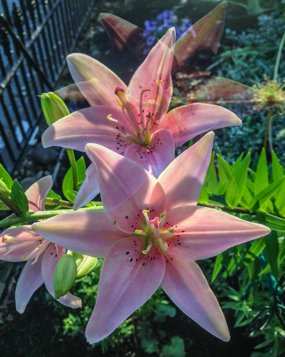 A Letter to My Late Father